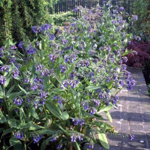 6 x consoude bleue - symphytum azureum  - godet 9x9 cm