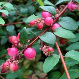 2 x symphorine de chenault - symphoricarpos chenaultii 'hancock' - 30-40 cm pot