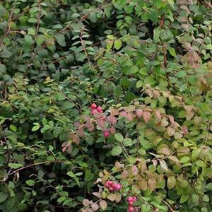 2 x symphorine de chenault - symphoricarpos chenaultii 'hancock' - 50-60 cm pot