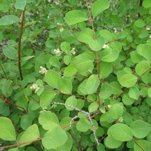 2 x symphorine  - symphoricarpos doorenbos 'amethyst'  - 50-60 cm pot