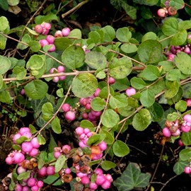 2 x symphorine  - symphoricarpos doorenbos 'amethyst'  - 50-60 cm pot