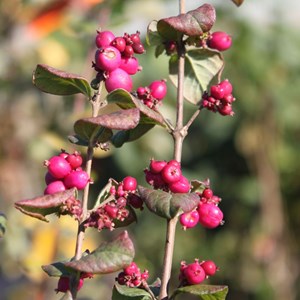 2 x symphorine  - symphoricarpos doorenbos 'magic berry'  - 50-60 cm pot