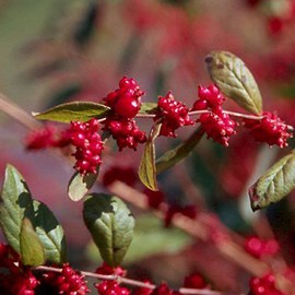 2 x symphorine  - symphoricarpos doorenbos 'magic berry'  - 50-60 cm pot