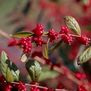 2 x symphorine  - symphoricarpos doorenbos 'magic berry'  - 50-60 cm pot