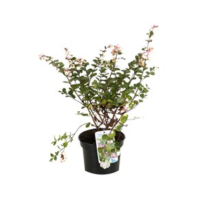 2 x symphorine  - symphoricarpos doorenbos 'mother of pearl'  - 50-60 cm pot