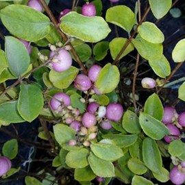 2 x symphorine  - symphoricarpos doorenbos 'mother of pearl'  - 50-60 cm pot