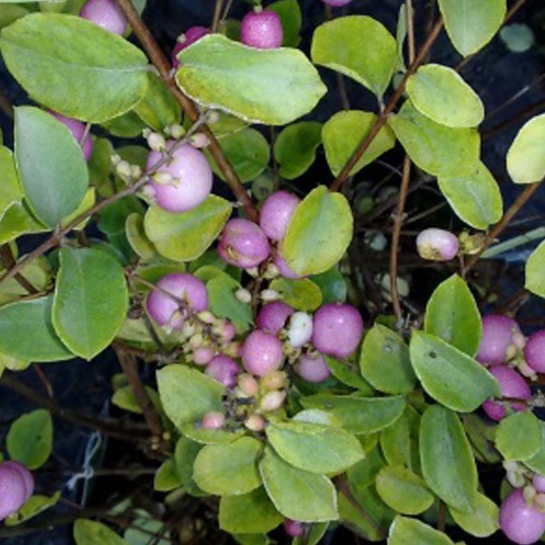 2 x symphorine - symphoricarpos doorenbos 'mother of pearl' - 50-60 cm pot