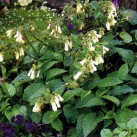 6 x consoude à grandes fleurs - symphytum grandiflorum  - godet 9x9 cm