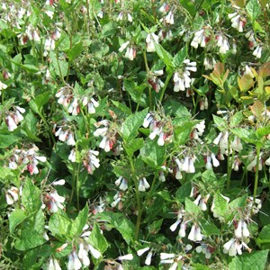 6 x consoude à grandes fleurs - symphytum grandiflorum  - godet 9x9 cm