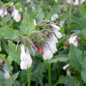 Consoude à grandes fleurs - symphytum grandiflorum 'wisley blue' - godet 9x9 cm