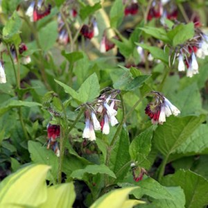 Consoude à grandes fleurs - symphytum grandiflorum 'wisley blue' - godet 9x9 cm