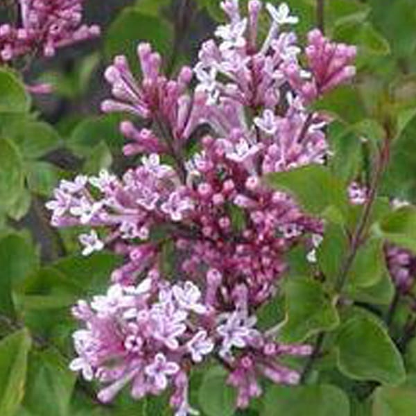 Lilas de chine - syringa meyeri 'palibin' - 40-60 cm pot