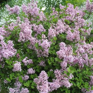 Lilas de chine  - syringa meyeri 'palibin'  - 40-60 cm pot