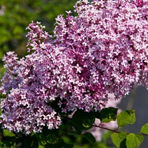 2 x syringa microphylla 'superba' - 40-60 cm pot