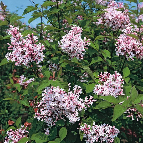 Arborix - 2 x syringa microphylla 'superba' - 40-60 cm pot