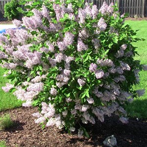 2 x lilas de chine  - syringa patula 'miss kim'  - 40-60 cm pot