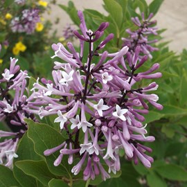 2 x lilas de chine  - syringa patula 'miss kim'  - 40-60 cm pot