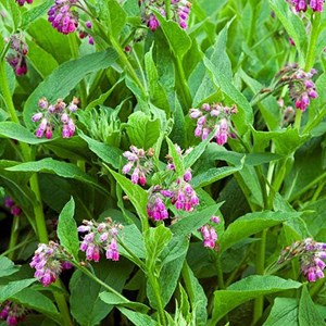 6 x consoude rouge - symphytum rubrum  - godet 9x9 cm