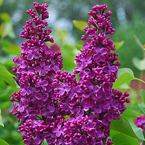 Lilas commun  - syringa vulgaris 'andenken ludwig spaeth'  - 60-80 cm pot