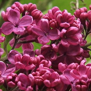 Lilas commun  - syringa vulgaris 'andenken ludwig spaeth'  - 40-60 cm pot