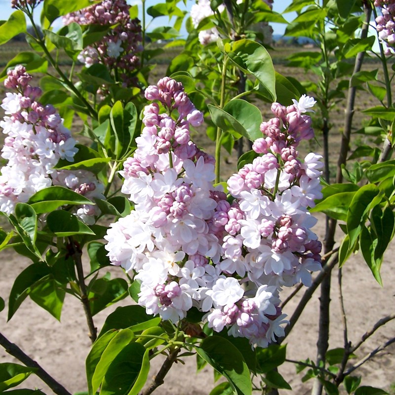 Arborix - Lilas commun  - syringa vulgaris 'belle de nancy'  - 40-60 cm pot