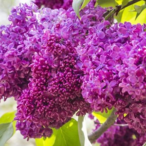 Lilas commun  - syringa vulgaris 'charles joly'  - 40-60 cm pot