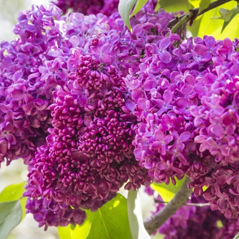 Arborix - Lilas commun  - syringa vulgaris 'charles joly'  - 40-60 cm pot