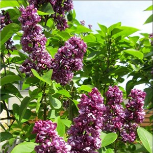 Lilas commun  - syringa vulgaris 'charles joly'  - 40-60 cm pot