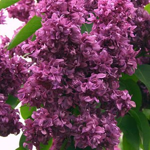Lilas commun  - syringa vulgaris 'mrs edward harding'  - 40-60 cm pot