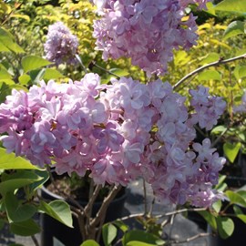 Lilas commun  - syringa vulgaris 'katherine havemeyer'  - 40-60 cm pot