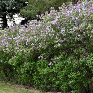 Lilas commun  - syringa vulgaris 'katherine havemeyer'  - 40-60 cm pot