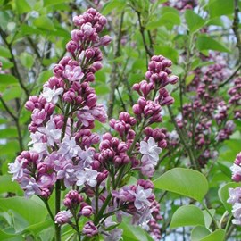 Lilas commun  - syringa vulgaris 'michel buchner'  - 60-80 cm pot