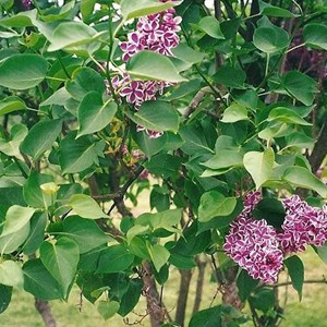 Lilas commun  - syringa vulgaris 'sensation'  - 40-60 cm pot
