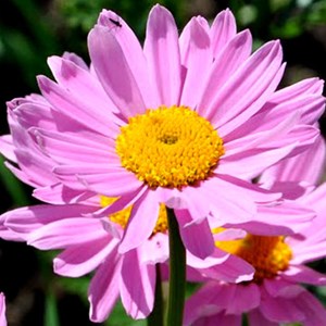 6 x pyrèthre  - tanacetum 'robinson's rose'  - godet 9x9 cm