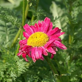 Pyrèthre  - tanacetum 'james kelway'  - godet 9x9 cm