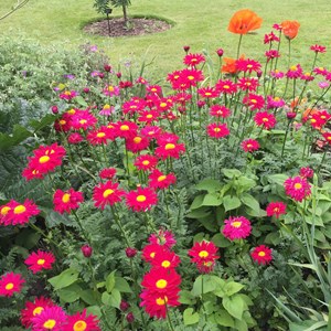 Pyrèthre  - tanacetum 'james kelway'  - godet 9x9 cm