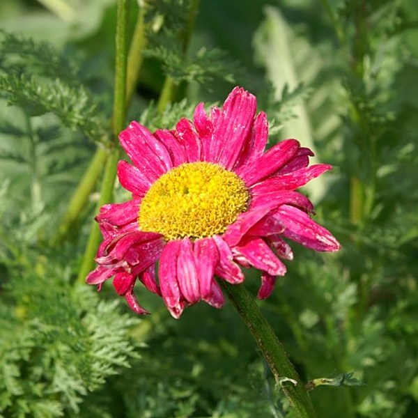 Pyrèthre - tanacetum 'james kelway' - godet 9x9 cm