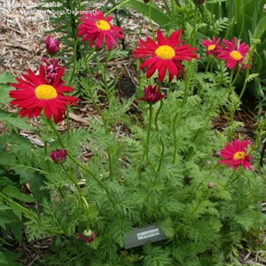Pyrèthre  - tanacetum 'robinson's red'  - godet 9x9 cm