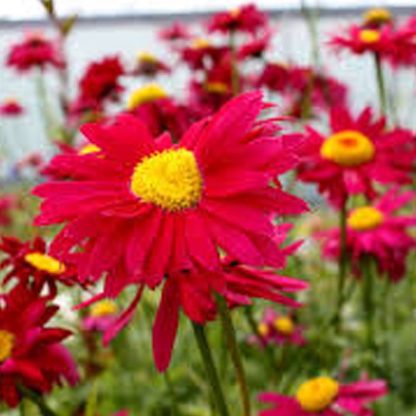 Arborix - 6 x pyrèthre  - tanacetum 'robinson's red'  - godet 9x9 cm