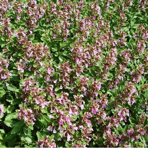 Germandrée petit chêne  - teucrium chamaedrys 'nanum'  - godet 9x9 cm