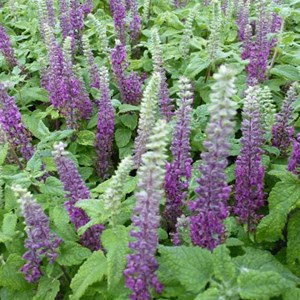 6 x germandrée petit chêne  - teucrium chamaedrys 'nanum'  - godet 9x9 cm