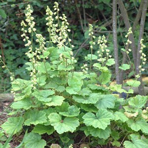 6 x tellima à grandes fleurs - tellima grandiflora  - godet 9x9 cm