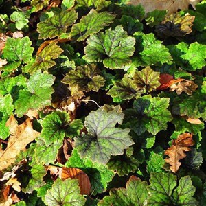 Tellima à grandes fleurs  - tellima grandiflora 'rubra'  - godet 9x9 cm