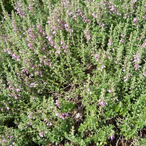 Teucrium lucidrys - godet 9x9 cm