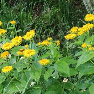 6 x œil de bœuf - telekia speciosa  - godet 9x9 cm