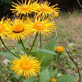 6 x œil de bœuf - telekia speciosa  - godet 9x9 cm