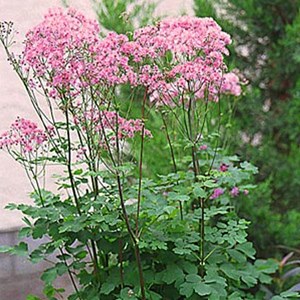 6 x pigamon - thalictrum aquilegifolium  - godet 9x9 cm