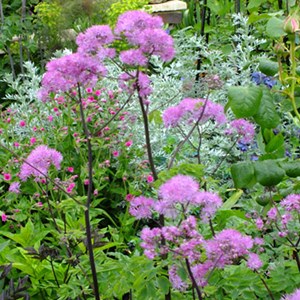 6 x pigamon - thalictrum aquilegifolium  - godet 9x9 cm