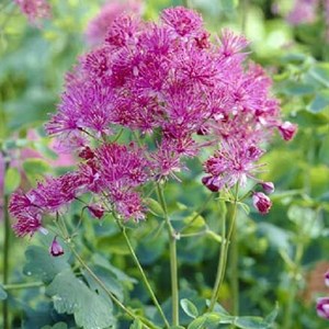 Pigamon  - thalictrum aquilegifolium 'thundercloud'  - godet 9x9 cm