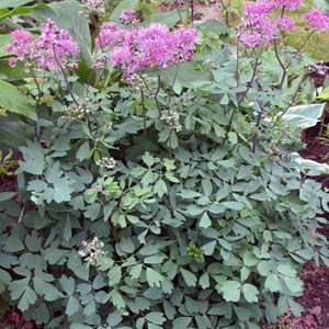 Pigamon  - thalictrum aquilegifolium 'thundercloud'  - godet 9x9 cm